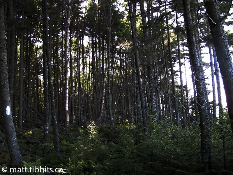 Forest between Big Salmon River and Long Beach.