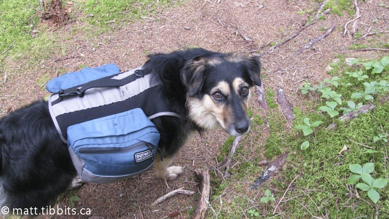 Abbey sporting her new "doggie" pack