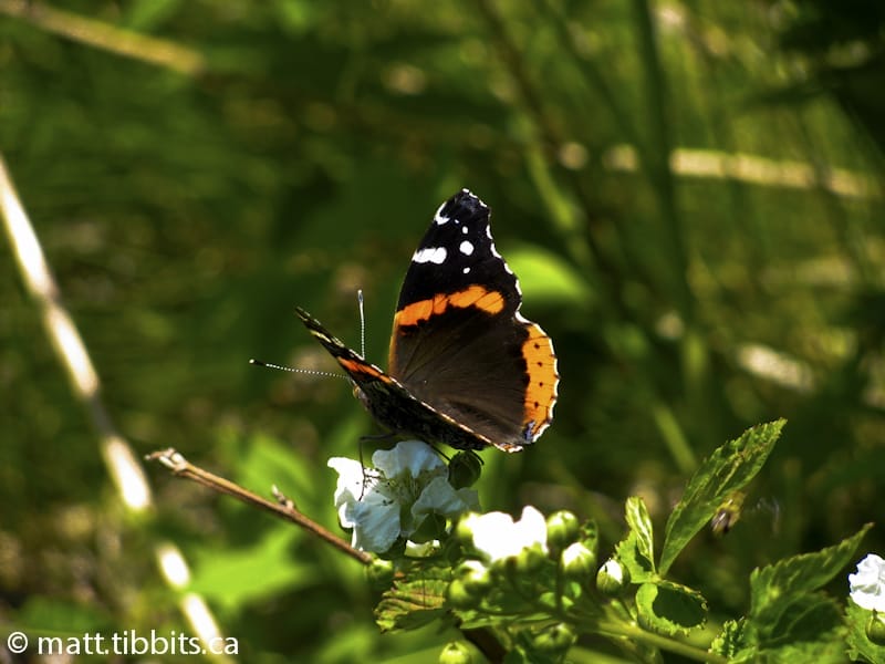 Monarch butterfly in the "hidden valley".