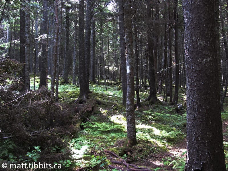The "Enchanted Forest".