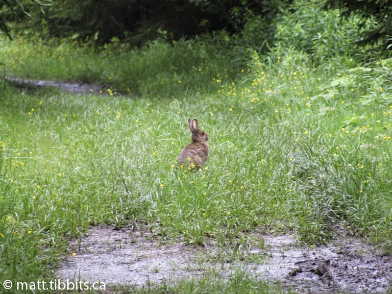 Jack rabbit on the Goose River Trail.