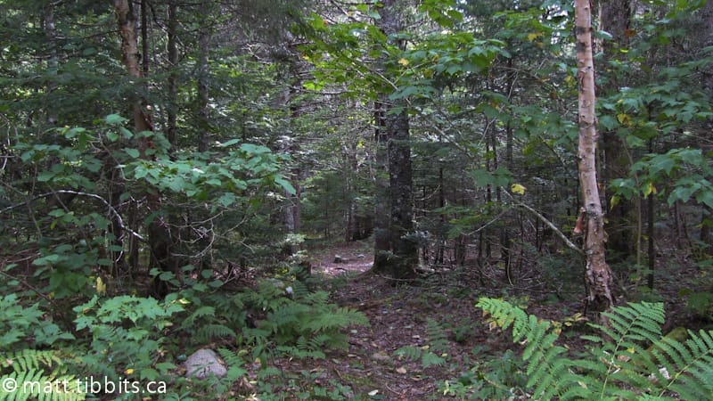 Approaching Barrett Brook campsite.