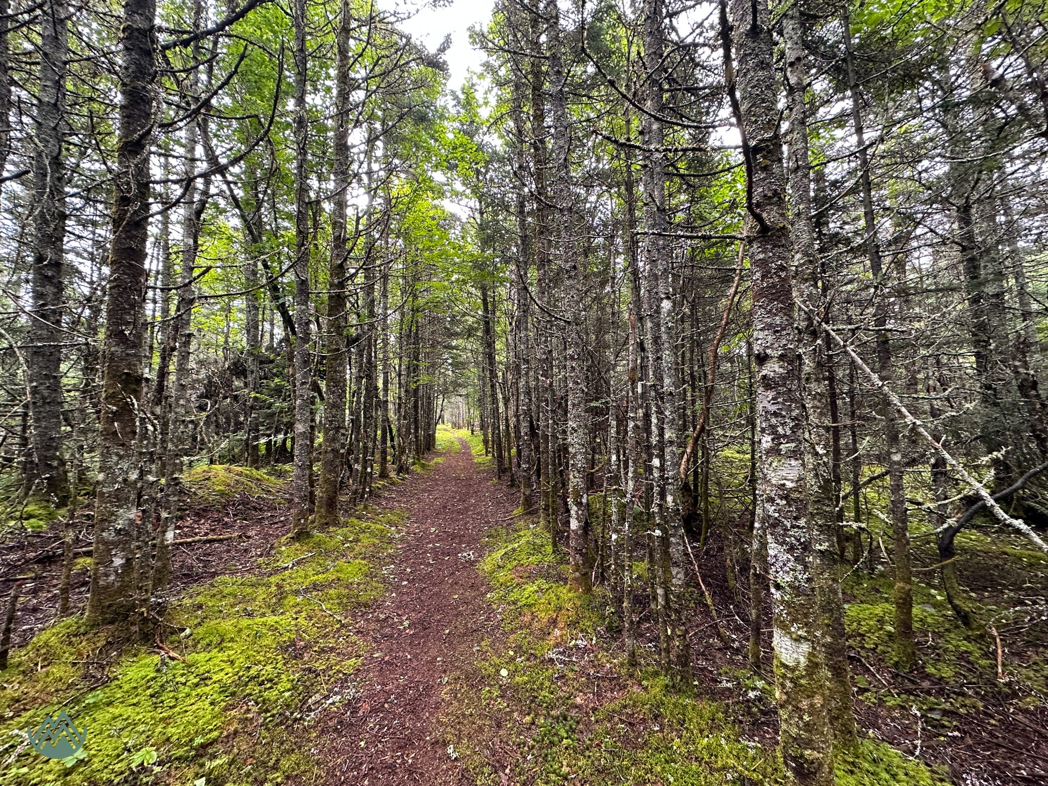 Capes 100 2023: Beautiful forest trails