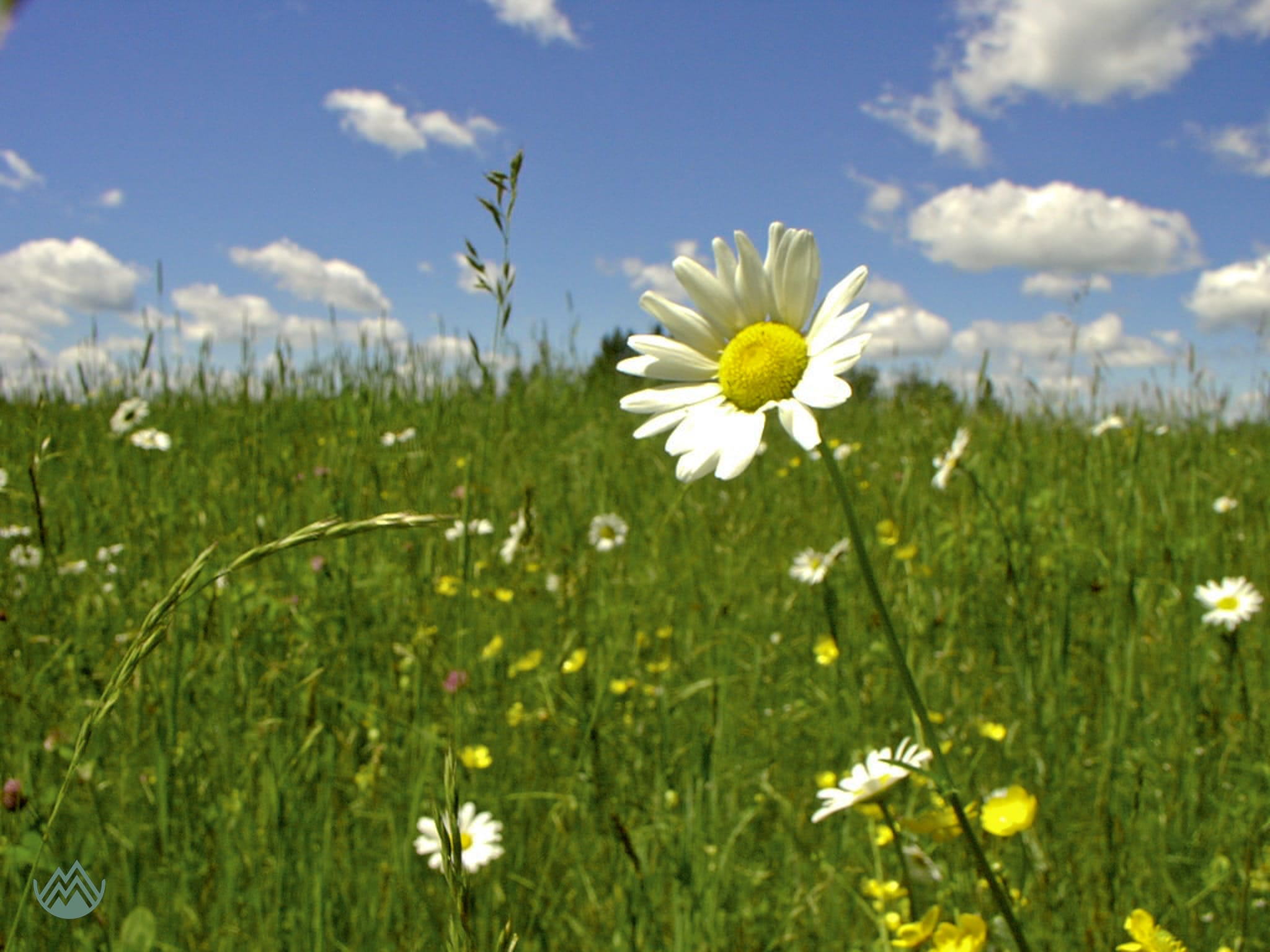 Field of daisies on the old farm