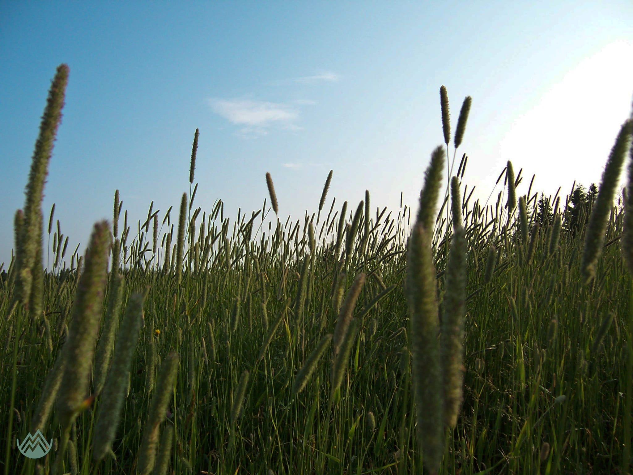 Timothy in full bloom