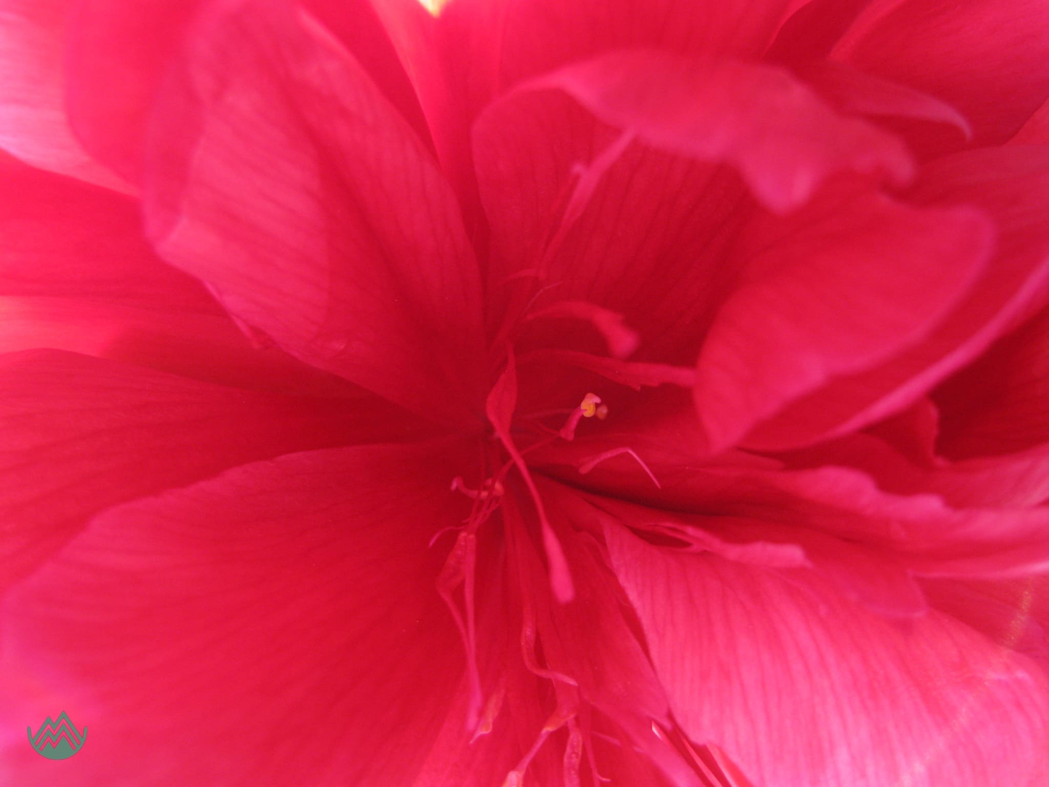 The heart of a flower