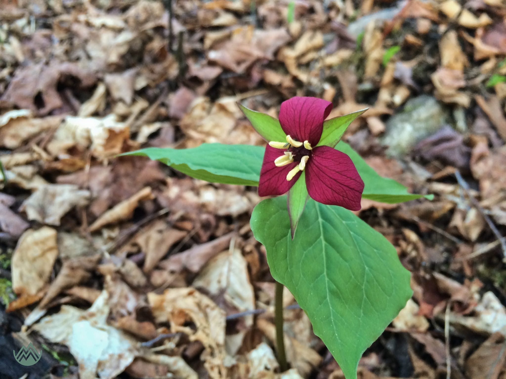 Trillium seen while running hill repeats at Crabbe Mtn., NB