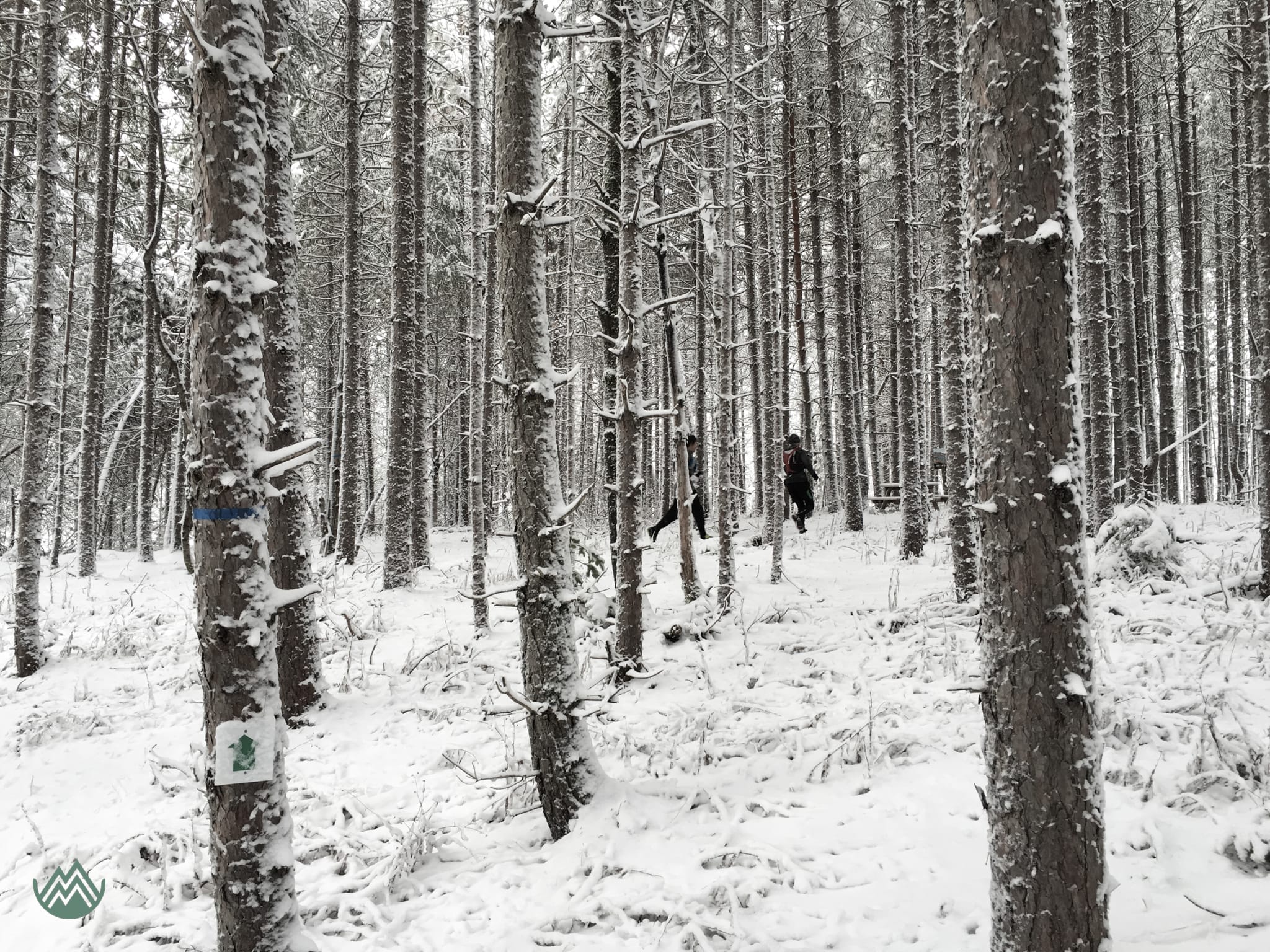 Winter trails runs. Minto, NB