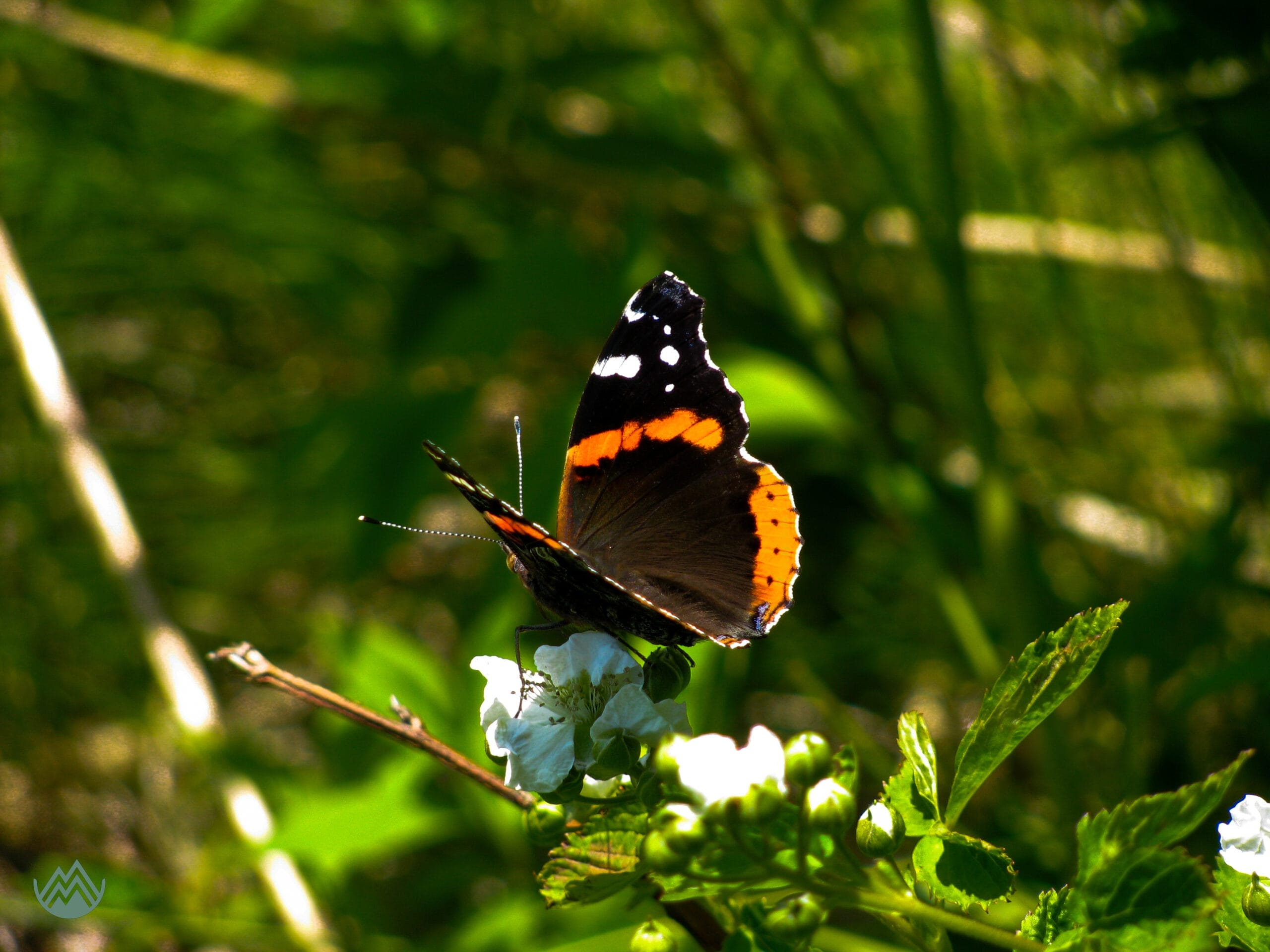 Fundy Footpath, NB. Monarch butterfly in the "Hidden Valley"